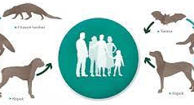 Kuduza yakalanma ihtimali olan hayvanların ısırıkları risk oluşturur Kuduz, şikayetler başlamadan önce tıbbi bakım ile önlenebilir