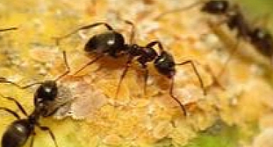 Sıcaklıklar artıkça istilacı karıncalar artıyor