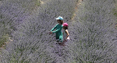 Siirt'te alternatif ürün olarak ekilen lavanta çiftçinin gözdesi oldu