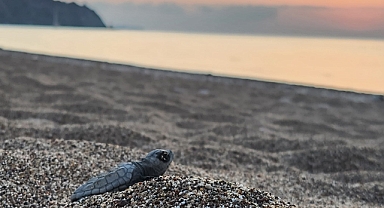 Antalya'da caretta caretta yavruları denizle buluştu