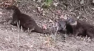 Domaniç’te nesli tükenmekte olan su samurları görüntülendi