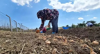 Dünyanın en pahalı baharatı