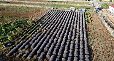 Elazığlı kadın girişimci, atıl araziyi lavanta bahçesine dönüştürdü
