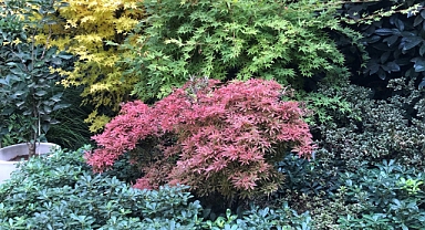 Kavurucu sıcaktan etkilenen bitkiler için bakım önerileri
