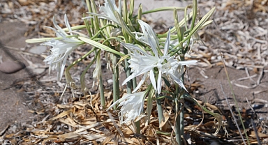 KUM ZAMBAĞI FARKINDALIK ETKİNLİĞİ