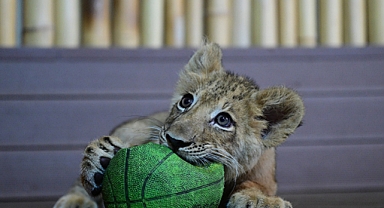 Nesli tükenmekte olan beyaz aslanlardan 3 çift İstanbul'da özenle korunuyor