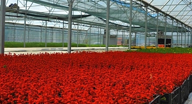 Samsun'da çöpten elde edilen elektriğin kullanıldığı seralarda çiçek üretiliyor