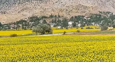 Sarıya bürünen ayçiçeği tarlaları görsel şölen sundu