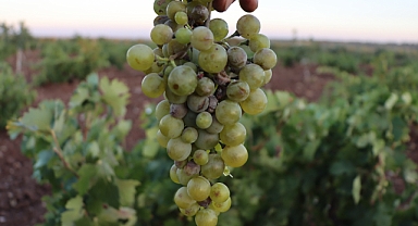 Sıcak hava, Kilis'in üzümlerinde rekolte kaybına yol açıyor