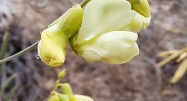 TANAP, Türkiye Biyoçeşitliliğine ve Uluslararası Literatüre Yeni Türler Kazandırmaya Devam Ediyor