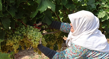 Yaş üzümde iklim değişikliğine rağmen 200 milyon dolar aşılacak