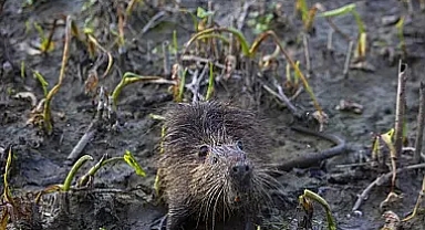 İstilacı türler yüz milyarlarca dolarlık ekonomik zarara neden oluyor. Suç iklim değişikliği mi?