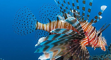 Su altı fotoğrafçıları denizlerde değişen biyoçeşitliliği belgeliyor