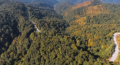 Ormanlar atmosferdeki karbon emisyonunu azaltmada önemli rol oynuyor