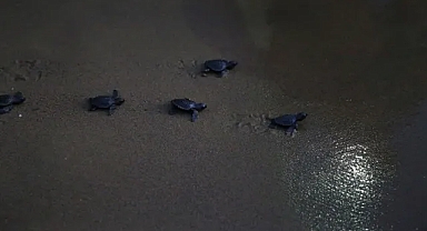 35 bin yavru caretta caretta denizle buluştu