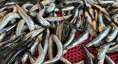 Balık çeşidi azalıyor.