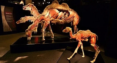 Dünyaca ünlü Gerçek Hayvanların Anatomi Sergisi ilk kez Türkiye'de