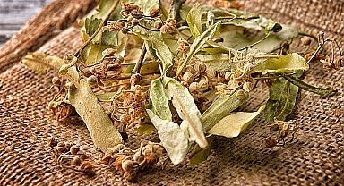 ŞİFA KAYNAĞI IHLAMURUN 5 ÖNEMLİ FAYDASI