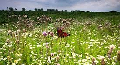 Tarihi sonuç': Avrupa Parlamentosu ve üye devletler önemli biyolojik çeşitlilik tasarısı üzerinde anlaşmaya vardı