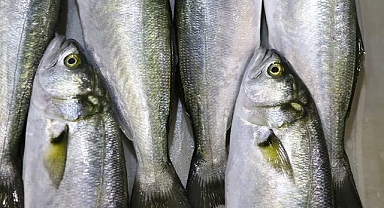 Tekirdağ'da lüfer bolluğu! Tane fiyatı 50 lira düştü