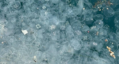 Beşiktaş Arnavutköy sahilinde kirlilik nedeniyle denizanaları görüldü