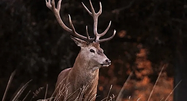 Bilim insanlarından 'zombi geyik' hastalığı uyarısı: İnsanlara sıçrayabilir