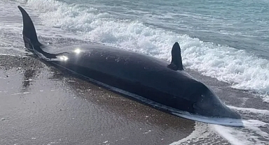 Kıbrıs'ta balinaların kıyıya vurma nedeni Kahramanmaraş depremleri mi?