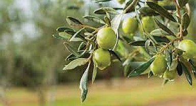 Kutsal meyve olarak biliniyor! Türkiye'de altın kadar değerli: Kolesterolün en doğal ilacı