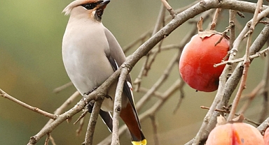 Doğu Karadeniz'de kuş gözlemcileri 
