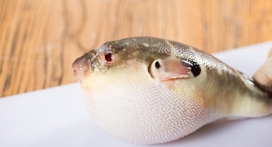 Dokunmak bile öldürüyor! Uzmanlardan balon balığı uyarısı: Hayatınızı riske atmayın!