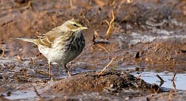 İnsanlar bin 400 kuş türünün yok olmasına yol açtı 