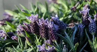 Kalbin en kuvvetli ilacı damarları açıyor: Günde 2 kaşık tüketmek yetiyor