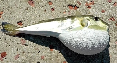 Kızıldeniz’den geldi, Ege’ye yerleşti; yeni rotası Marmara | “Tükettikten yarım saat sonra ölüme sebep olabilir”