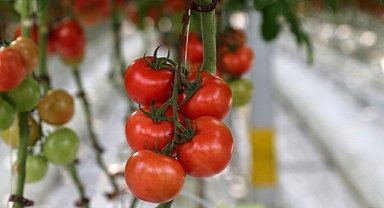 Sivas'ta çöpten elde edilen enerjiyle üretilen domates Avrupa ülkelerine ihraç ediliyor