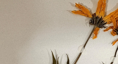 Sulak alandaki endemik bitkiler iklim değişikliği ve dış etkenler nedeniyle 