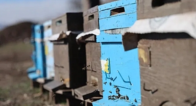 Tehlikenin farkında mısınız? Önce ayılar şimdi arılar!