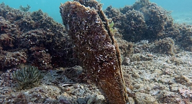 Toplu ölümlerin ardından pinalar Akdeniz ve Ege'de yeniden görüldü