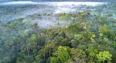 Araştırma: Amazon Ormanları'nın neredeyse yarısı 2050'ye kadar yok olabilir