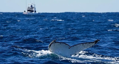 BM raporuna göre her 5 göçmen hayvandan 1'i yok olma tehlikesiyle karşı karşıya