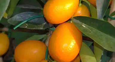 C vitamininde limonu ve portakalı sollayan tek besin: Bilinen en zengin vitamin kaynağı, bağırsakları tertemiz yapıyor!