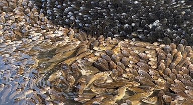 Elazığ'da menfezdeki su birikintisinde mahsur kalan binlerce yavru balık kurtarıldı