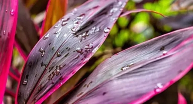 Evinde bu bitkiye bakan yaşadı! Havayı temizleyip oksijen yayıyor