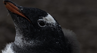 Falkland Adaları'nda yaşayan penguenlerde ilk kez kuş gribi görüldü