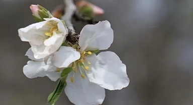 İlk cemre havaya düştü