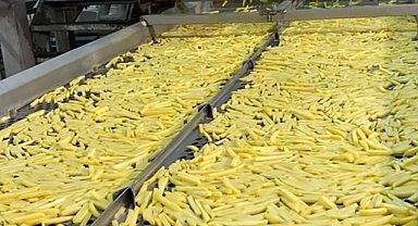 İşlenen patatesi ihraç edip kabuklarından elektrik üretiyorlar