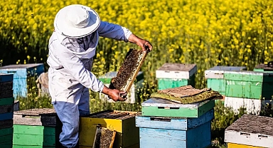 Korkutan arı ölümleri, Koloniler yok olma tehlikesi altında