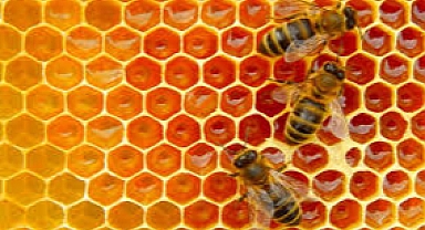 Lenfoma ve diğer kanserlerden koruyor! Çocuğunuza her gün muhakkak 1 kaşık yedirin: Arının sütünden elde ediliyor