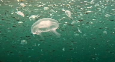 Marmara'da denizanası patlaması! 30 yılda aşırıya ulaştı! 5 metrede devasa büyüklükte