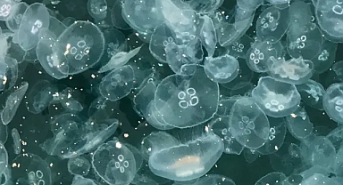 Marmara'da depremden sonraki en önemli tehlike! Denizi istila ettiler