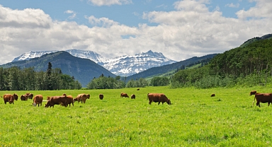 McDonald's'ın 10 yıllık sürdürülebilir sığır eti arayışının hikayesi